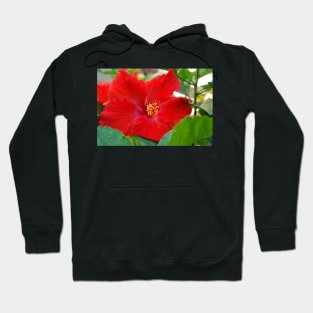 Hibiscous V Hoodie